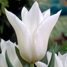Тюльпан  "BALLADE WHITE"